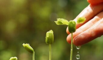 Diploma-di-Maturita-Perito-Agrario