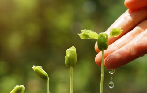 Diploma-di-Maturita-Perito-Agrario